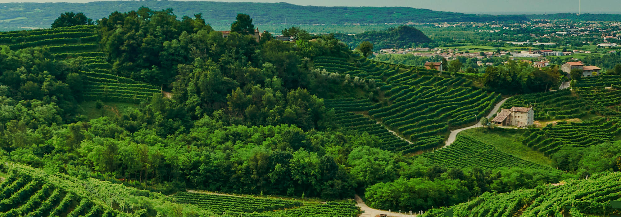 Le colline del Prosecco di Conegliano Valdobbiadene